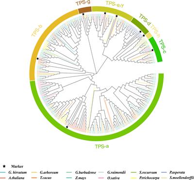 Genome-wide identification of terpenoid synthase family genes in Gossypium hirsutum and functional dissection of its subfamily cadinene synthase A in gossypol synthesis